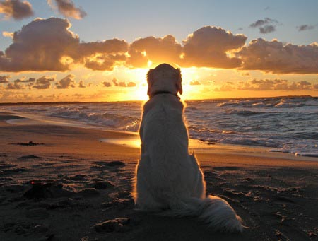 Специализированный пляж для собак открылся в Италии